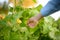 Little child is in kitchen garden. Raised garden beds with plants in vegetable community garden. Boy is watching veggies plants.