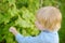 Little child is in kitchen garden. Raised garden beds with plants in vegetable community garden. Boy is watching veggies plants.