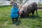 Little child in the spring feeds the sheep, green meadow, village. farm children