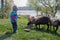 Little child in the spring feeds the sheep, green meadow, village. farm children