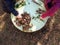 Little children playing, expolring and gardening in the garden with soil, leaves, nuts, sticks, plants, seeds during a school