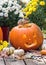 A little chipmunk climbs over a pumpkin