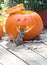 little chipmunk gazes at the  interior of this Halloween pumpkin