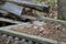 Little Chipmunk on Old Wood Discard Pile