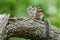 a little chipmunk sitting on a log with its eyes open