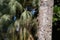 Little Chipmunk sitting on palm tree in tourist Park in Goa. Rodent is not afraid of people and jumping on branches of palm trees