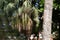 Little Chipmunk sitting on palm tree in tourist Park in Goa. Rodent is not afraid of people and jumping on branches of palm trees