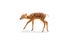 Little chital or cheetal deer Axis axis