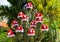 Little Christmas hats on a cactus to celebrate the holidays