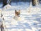 Little chubby puppy dog ginger Corgi has fun playing in white snow in winter Park for a walk