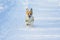 little chubby puppy dog ginger Corgi has fun playing in white snow in winter Park for a walk