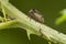 Little cicada with thorn
