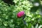 Little closed peony bud,green foliage on the background