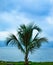 Little Coconut Tree