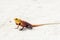 Little colored lizard on the sand, wildlife.