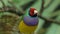 Little colorful bird Lady Gouldian finch sitting on tree branches, exotic pets