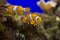 Little colorful clown fish swimming among anemones in the blue saltwater aquarium