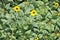 little colorful sunflowers in the field for background wallpaper