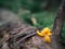 Little colourful mushroom on a tree and grass