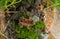 Little common european frog waiting for a leap attack