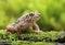 Little common midwife toad Alytes obstetricans