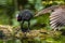 Little Common moorhen baby, Gallinula chloropus also known as the waterhen