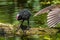 Little Common moorhen baby, Gallinula chloropus also known as the waterhen