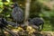 Little Common moorhen baby, Gallinula chloropus also known as the waterhen