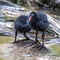 Little Common moorhen baby, Gallinula chloropus also known as the waterhen