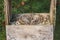 Little common thrush chicks sitting in a nest inside and old wooden handmade feeding trough