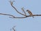 Little common wood shrike sitting on a branch