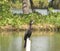 Little Comorant standing on a pole