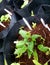 Little cone flower flower plant surrounded by small sunflower seedlings