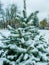 Little coniferous tree in the snow. Small pine tree, in a snow-strewn city, in the foreground, large on the second. Background for