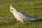 Little Corella