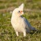 Little Corella