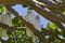 Little Corella Birds in Tree