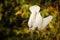 Little Corella - Cacatua sanguinea bird - feeding on the branch near Melbourne, Australia. White parakeet climbing on the wire,