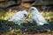 Little Corella - Cacatua sanguinea two birds - pair - feeding on the ground near Melbourne, Australia