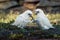 Little Corella - Cacatua sanguinea two birds - pair - feeding on the ground near Melbourne, Australia