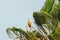 Little Corella Cockatoo perching on Palm Tree