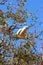 Little Corella Cockatoo sitting on Tree Branch, foraging, Western Australia