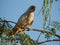 Little corella sitting on top of the tree keeping watch