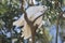 Little corellas mating.