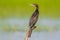 Little cormorant, Javanese cormorant