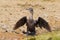 Little cormorant, Javanese cormorant