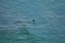 Little Cormorant Microcarbo niger Flying over the water of River Narmada near Khalghat, Khargone, Madhya Pradesh