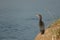 Little cormorant Microcarbo niger in the Hiran river.