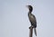 Little Cormorant Perching on Steel Post