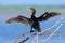 Little Cormorant, Phalacrocorax niger, with open wings. Water bird with blue water level in the background. Water bird in the